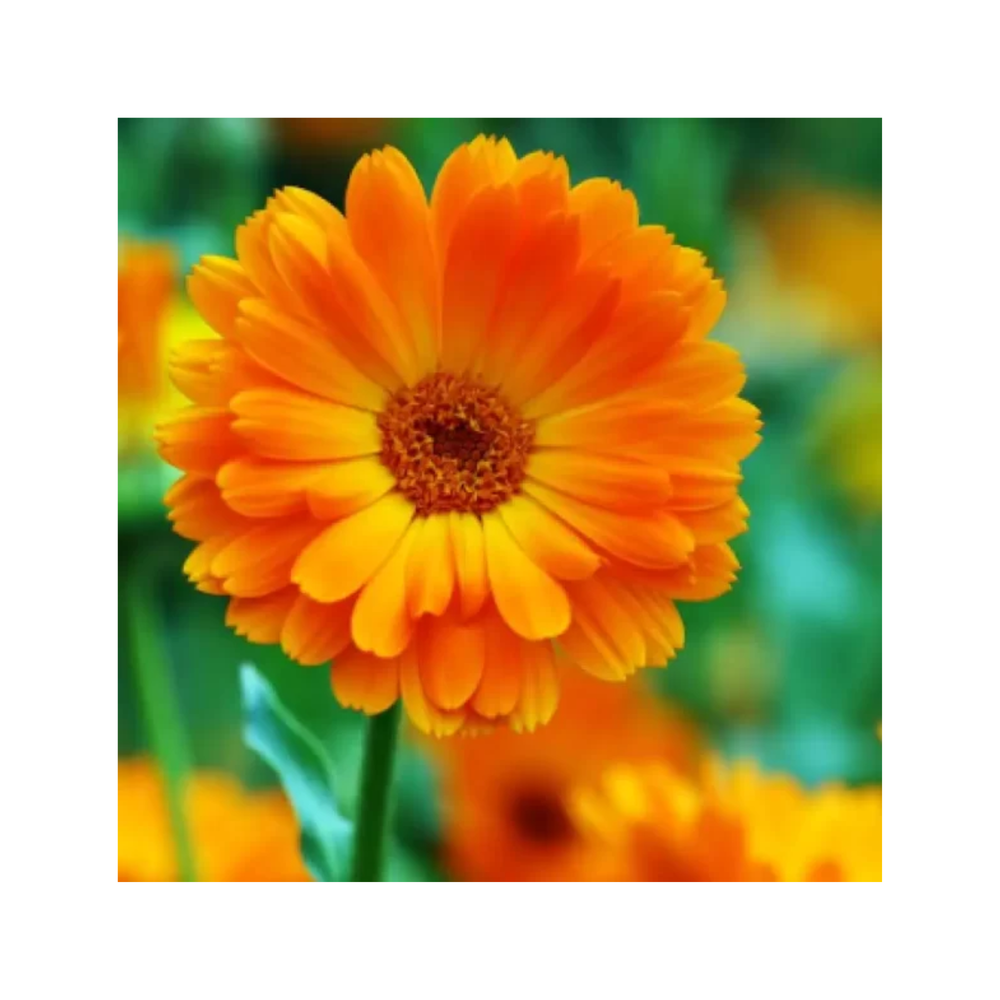 Calendula