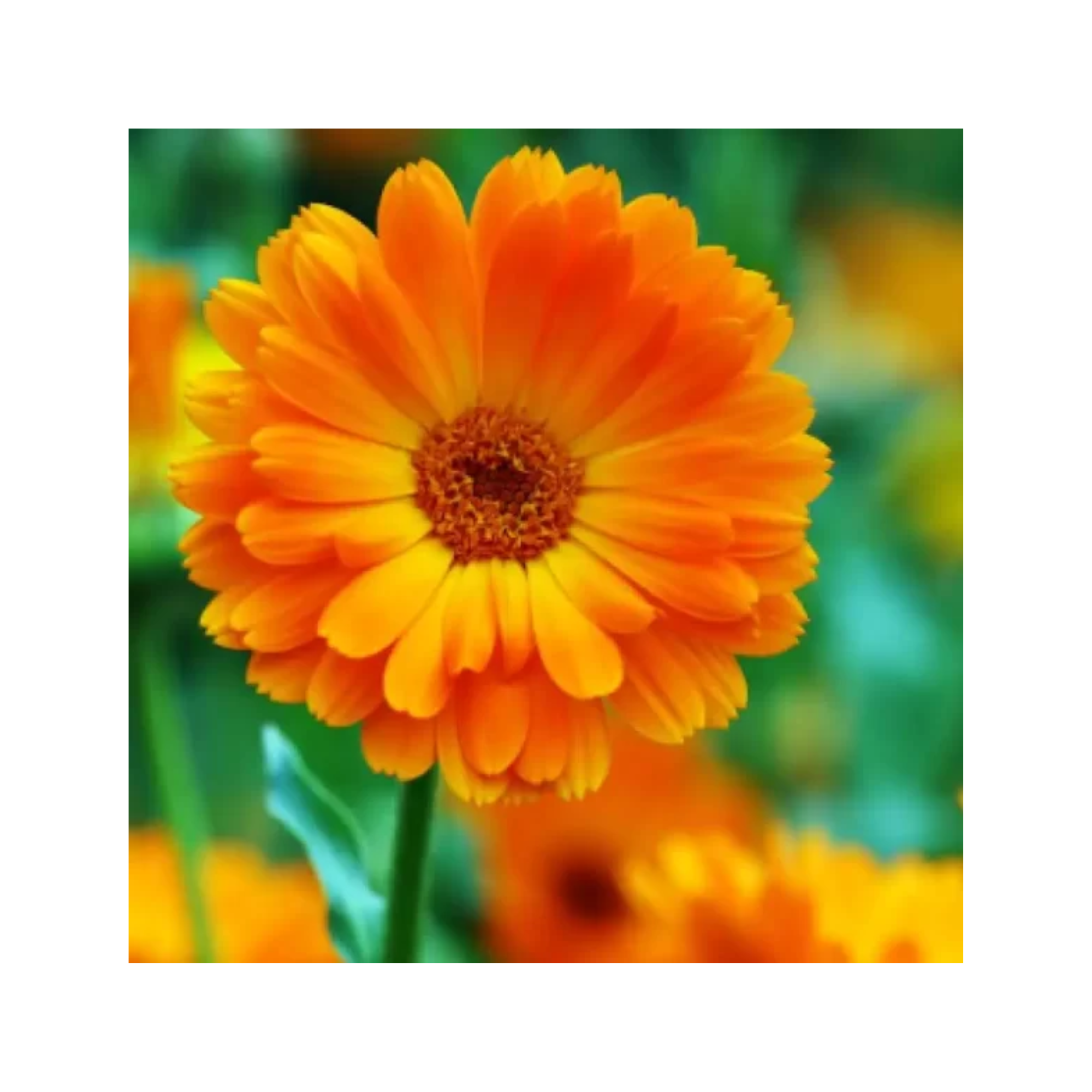 Calendula